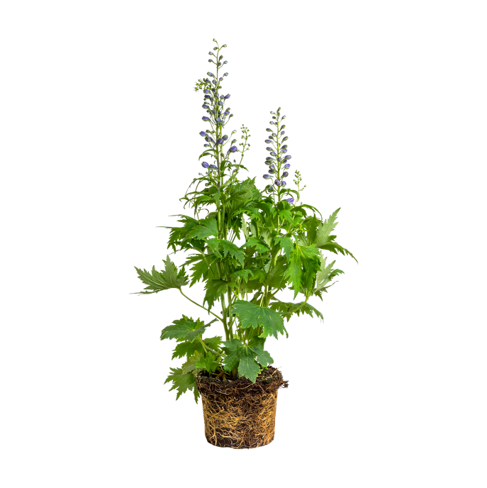 Delphinium elatum